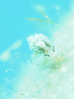0527ooarimo aki3.jpg