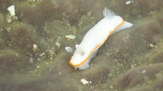 0529bonboriiro tagawa.jpg