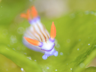0529kurosujiryuuguu yano2.jpg