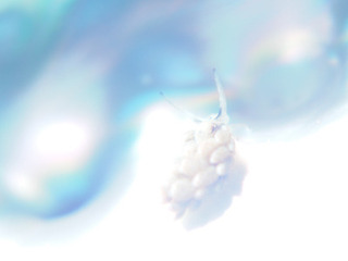 0529ooarimoumiushi sogame.jpg