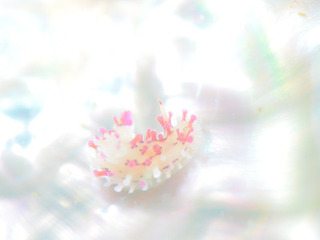 0529senhimeumiushi kodukue.jpg