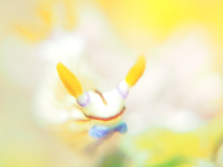 0530kurosujiryuuguu aki.jpg