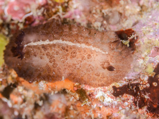 0531kaimen yano.jpg