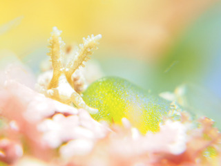 0531yamatowagusi aki.jpg