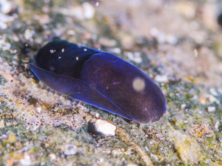 0531yamiyokisewata yano.jpg
