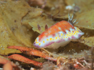 0602akanekomon yoshida.jpg