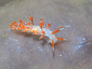 0602bengaramino yoshida.jpg