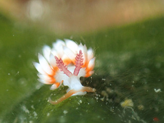 0602haregimino kiyama2.jpg