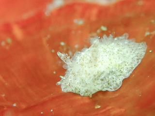 0605himeibaraumiusi shiota.jpg