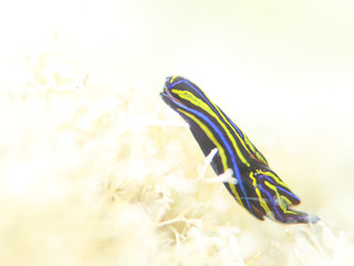 0607nishikitsubame aki2.jpg