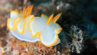 0608iroumiusika yottshee.jpg