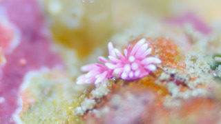 0613hiroumiusi tsunoda.jpg