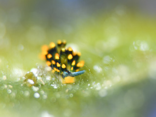 0615aomo gouta.jpg