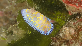 0615bobusan kiyama1.jpg