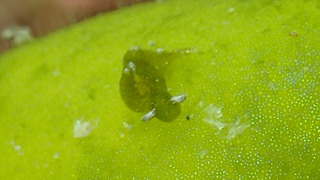 0615hiramirumidori kiyama2.jpg