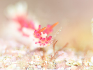 0615senhime gouta.jpg