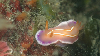 0615sirotasuki kiyama2.jpg