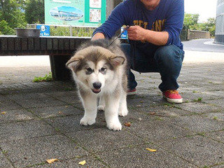 0623shishimaru1.jpg