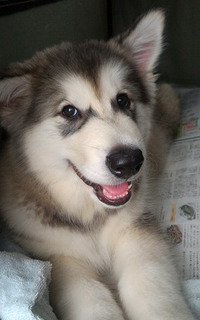 0623shishimaru2.jpg