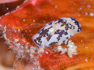 0625mongarakisewata yano.jpg