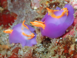 062817murasakiumiko kairarua1.jpg