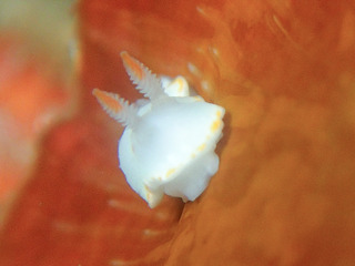062817sirayuki kairarua2.jpg