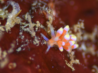 0629iromayumino tanaka.jpg