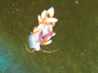 0702haregiminoi fukunaga.jpg