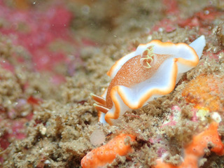 0702kyarameru yosida.jpg