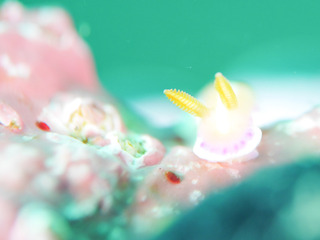 0708arari shiho.jpg