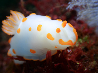 0708kiibokinuhada kiyama.jpg