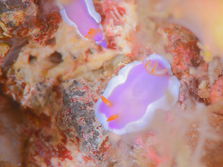 0708radendar yano.jpg