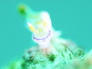 0708tenuunisiki shiho.jpg
