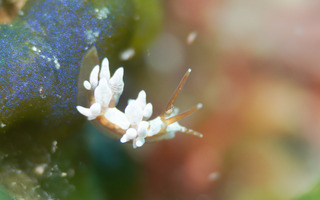 0710inabamino tsunoda.jpg
