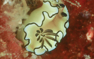 0710kiiro  maririn.jpg