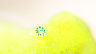 0711aomo3 aki.jpg