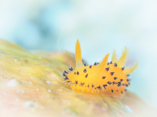 0712yaguruma2 tska.jpg