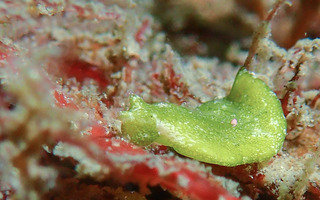 0718hirataimidori  matako.jpg