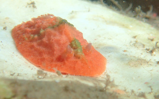 0718sansiki matako.jpg