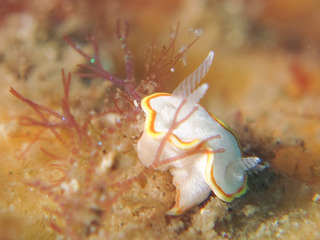0719mituirameri oda.JPG