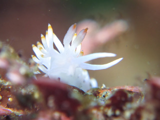 0719sakisimamino oda.JPG