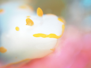 0720kiibokinuhada aki.jpg