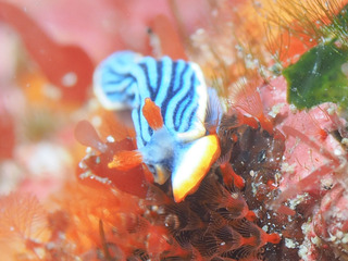 0722samejima sogame.JPG