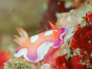 0723kiberiakairo  sanse.jpg