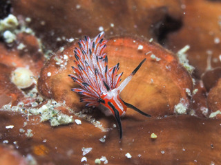 0725tsumaguromino yoshida.jpg