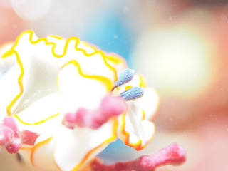0727hanaotome aki.jpg