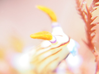 0727kurosujiryuuguu aki.jpg