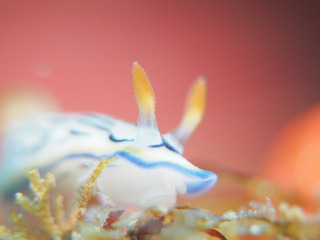 0727ryuumon aki.jpg