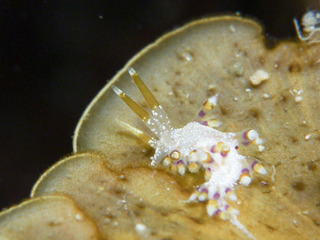 0802airisumino nakamura.jpg