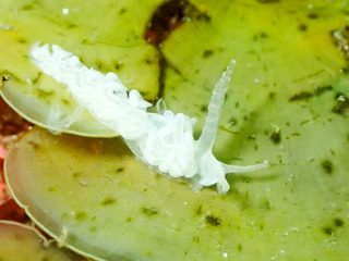 0802stunowamino mamiya.jpg